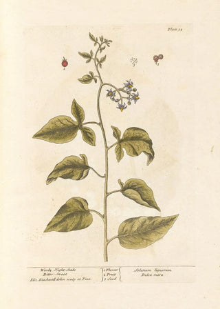 Elizabeth Blackwell - Woody nightshade Bittersweet.webp