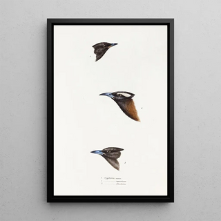 Elizabeth Gould - A synopsis of the birds of Australia and the adjacent Islands Pl01.webp