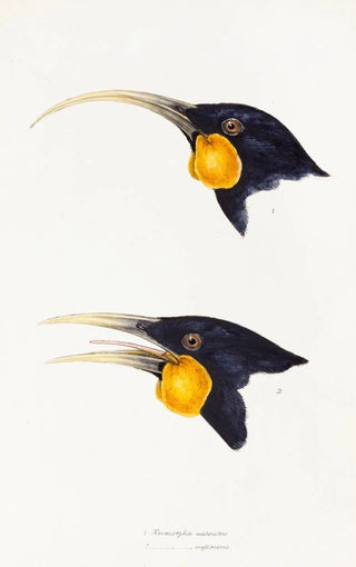 Elizabeth Gould - A synopsis of the birds of Australia and the adjacent Islands Pl11.webp