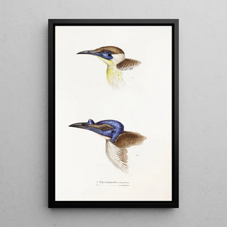Elizabeth Gould - A synopsis of the birds of Australia and the adjacent Islands Pl13.webp