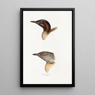 Elizabeth Gould - A synopsis of the birds of Australia and the adjacent Islands Pl19.webp