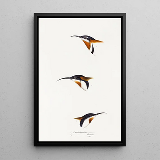 Elizabeth Gould - A synopsis of the birds of Australia and the adjacent Islands Pl27.webp