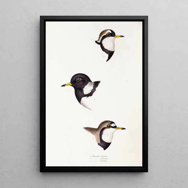 Elizabeth Gould - A synopsis of the birds of Australia and the adjacent Islands Pl32.webp
