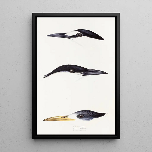 Elizabeth Gould - A synopsis of the birds of Australia and the adjacent Islands Pl37.webp