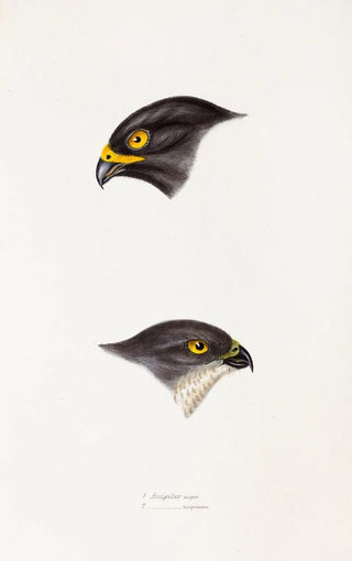 Elizabeth Gould - A synopsis of the birds of Australia and the adjacent Islands Pl45.webp