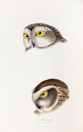 Elizabeth Gould - A synopsis of the birds of Australia and the adjacent Islands Pl50.webp