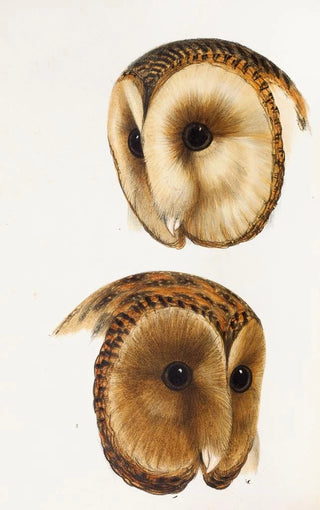 Elizabeth Gould - A synopsis of the birds of Australia and the adjacent Islands Pl51.webp