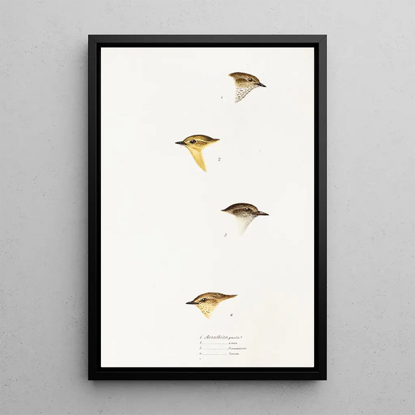 Elizabeth Gould - A synopsis of the birds of Australia and the adjacent Islands Pl59.webp