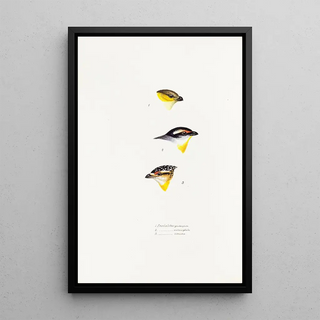 Elizabeth Gould - A synopsis of the birds of Australia and the adjacent Islands Pl62.webp