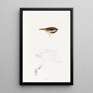 Elizabeth Gould - A synopsis of the birds of Australia and the adjacent Islands Pl69.webp