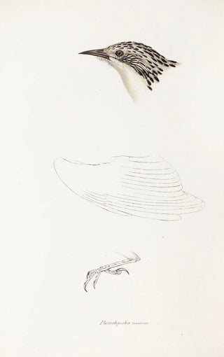 Elizabeth Gould - A synopsis of the birds of Australia and the adjacent Islands Pl70.webp