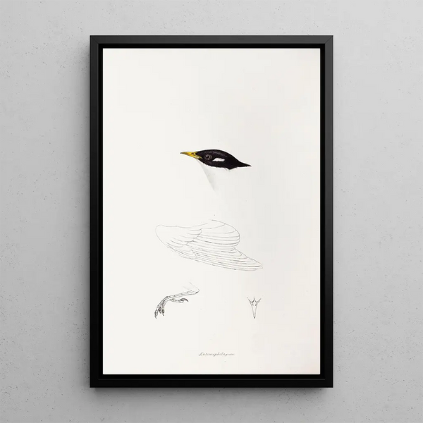 Un'anteprima degli uccelli dell'Australia e delle isole adiacenti Pl71 - Elizabeth Gould — quadro incorniciato alla parete