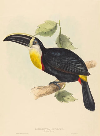 Elizabeth Gould - Osculant Toucan.webp