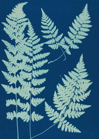 Ella J C Hurd - Ferns of Huntington Long Island Pl05.webp
