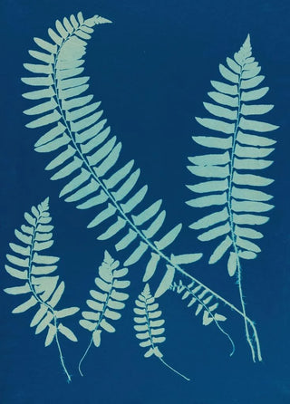 Ella J C Hurd - Ferns of Huntington Long Island Pl06.webp