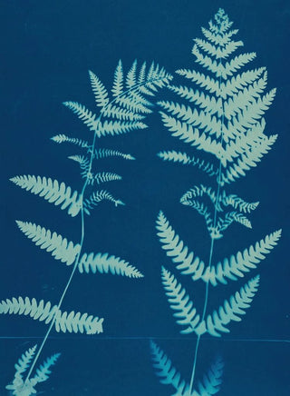 Ella J C Hurd - Ferns of Huntington Long Island Pl12.webp