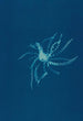 Fougères di Huntington Long Island Pl21 - Ella J C Hurd — quadro incorniciato alla parete