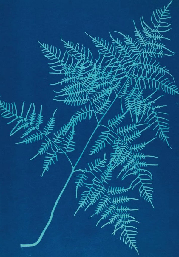 Ella J C Hurd - Ferns of Huntington Long Island Pl30.webp