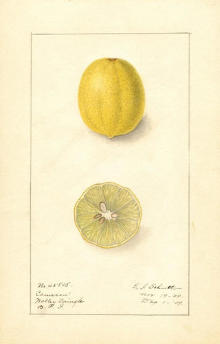 Ellen Isham Schutt - Citrus aurantiifolia Cameron.webp