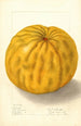 Citrus grandis To Yuzu - Ellen Isham Schutt — artwork view