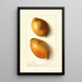 Citrus limon Fresh Yellow - Ellen Isham Schutt — quadro incorniciato alla parete