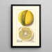 Citrus paradisi Chimera - Ellen Isham Schutt — framed artwork on a wall