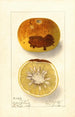 Citrus paradisi - Ellen Isham Schutt — artwork view