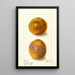 Citrus sinensis painting - Ellen Isham Schutt — framed artwork on a wall