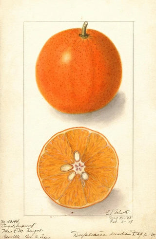 Ellen Isham Schutt - Citrus sinensis Dugats Improved.webp