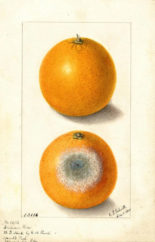 Ellen Isham Schutt - Citrus sinensis Indian River.webp