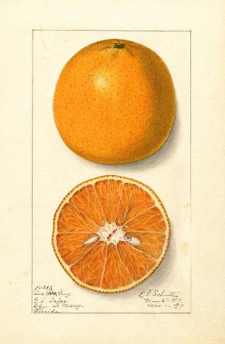 Ellen Isham Schutt - Citrus sinensis Lue Gim Gong.webp