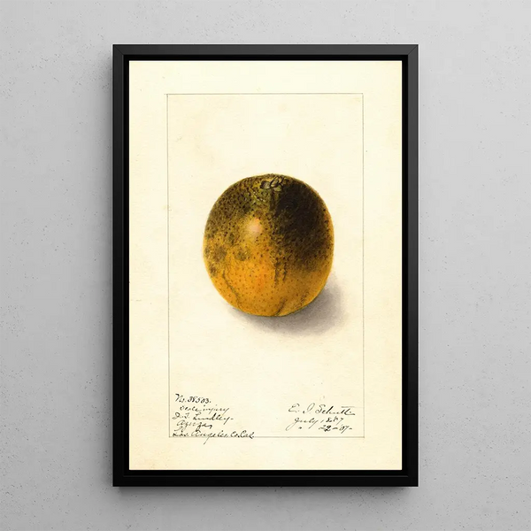 Ellen Isham Schutt - Citrus sinensis Valencia.webp