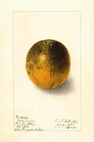 Ellen Isham Schutt - Citrus sinensis Valencia.webp