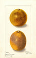 Citrus sinensis painting - Ellen Isham Schutt — artwork view