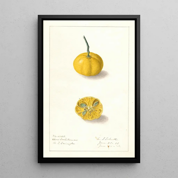 Fortunella Ukow Tachibana - Ellen Isham Schutt — quadro incorniciato alla parete