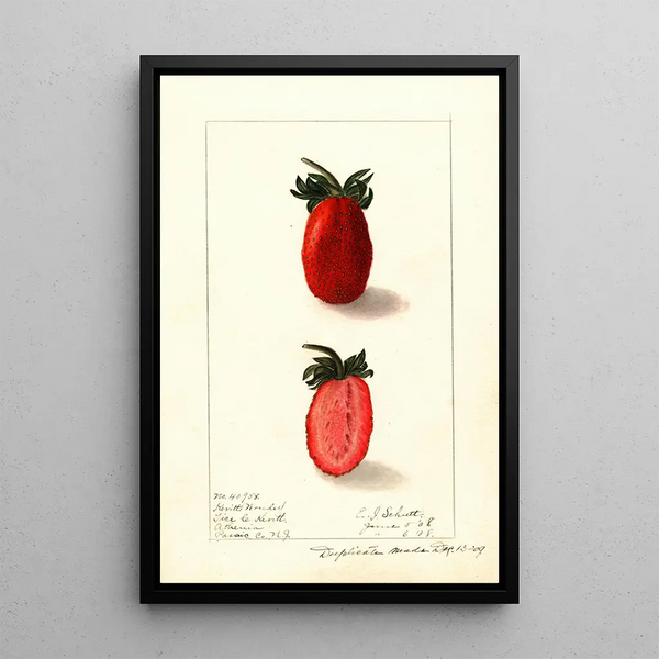 Fragaria Kevitts Wonder - Ellen Isham Schutt — quadro incorniciato alla parete