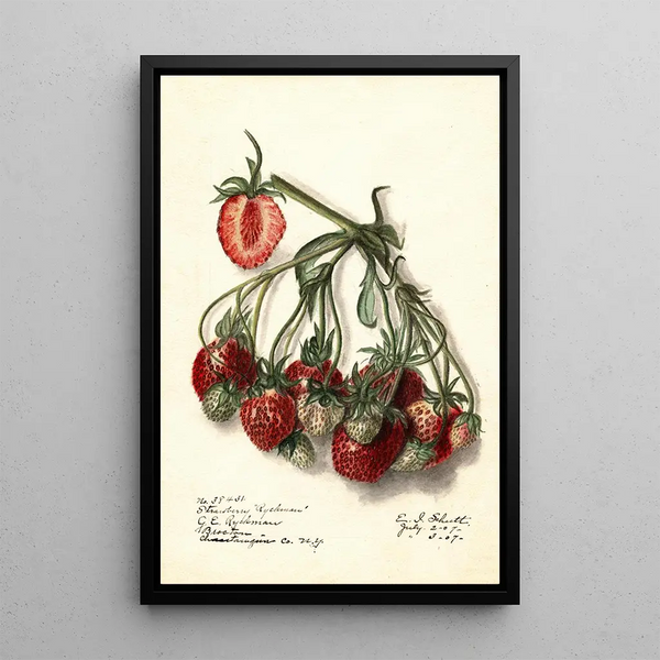 Fragaria Ryckman - Ellen Isham Schutt — quadro incorniciato alla parete