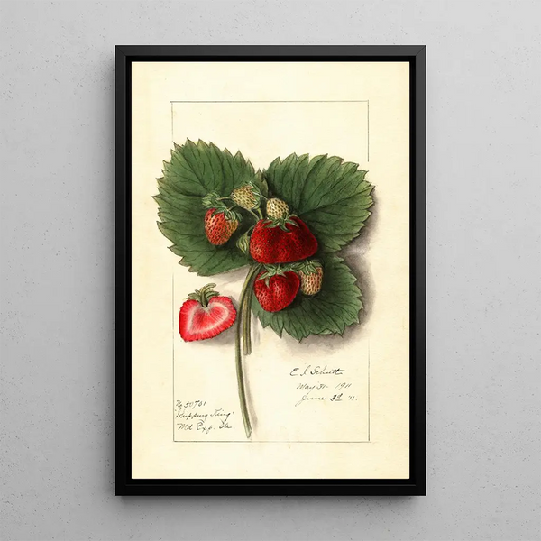 Fragaria Shipping King - Ellen Isham Schutt — quadro incorniciato alla parete