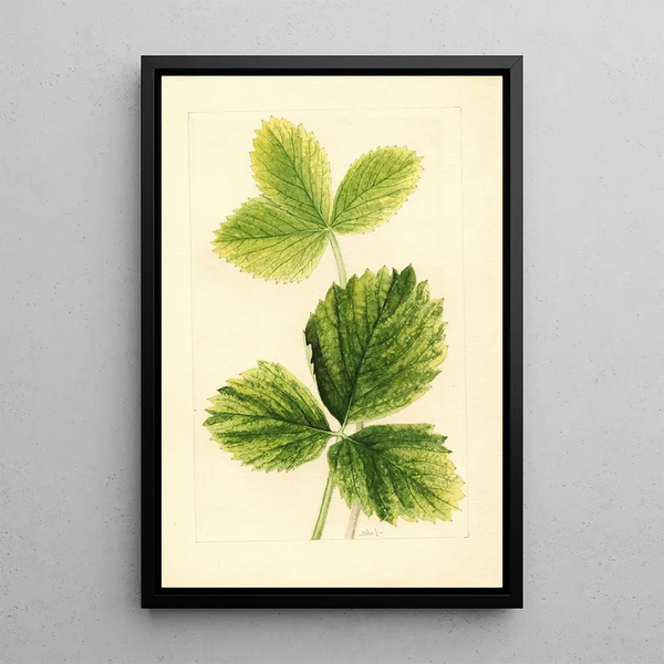 Fragaria Strawberry - Ellen Isham Schutt — quadro incorniciato alla parete