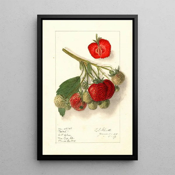 Fragaria Velvet - Ellen Isham Schutt — quadro incorniciato alla parete