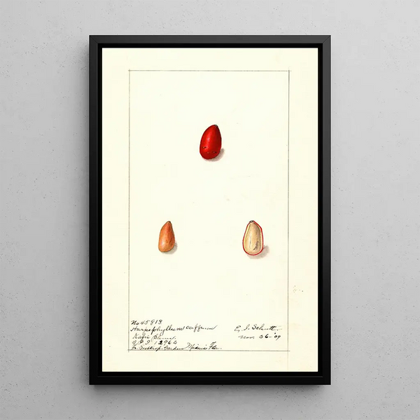 Harpephyllum caffrum - Ellen Isham Schutt — quadro incorniciato alla parete