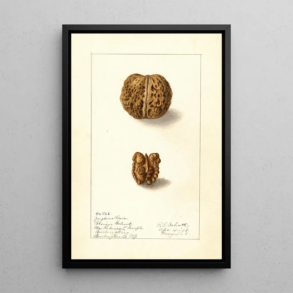 Juglans regia - Ellen Isham Schutt — quadro incorniciato alla parete