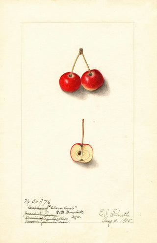 Ellen Isham Schutt - Malus Cherry Crab.webp