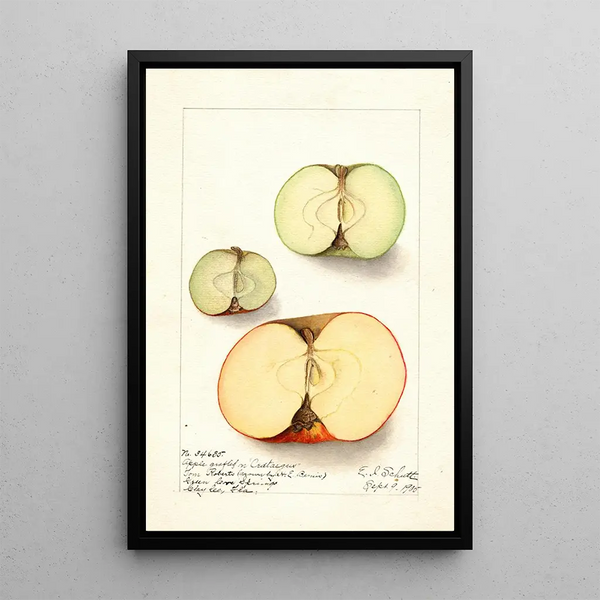 Malus domestica - Ellen Isham Schutt — quadro incorniciato alla parete