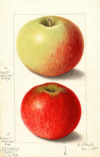 Ellen Isham Schutt - Malus domestica Alexander Tillage.webp