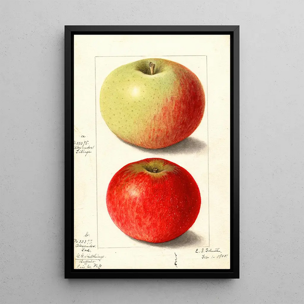 Malus domestica Alexander Tillage - Ellen Isham Schutt — quadro incorniciato alla parete