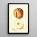 Malus domestica Baldwin - Ellen Isham Schutt — gerahmtes Bild an der Wand