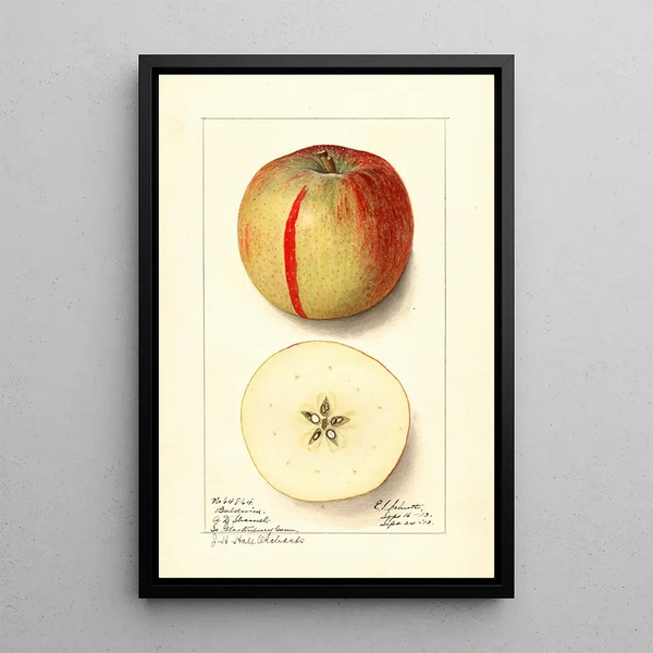 Malus domestica Baldwin - Ellen Isham Schutt — quadro incorniciato alla parete