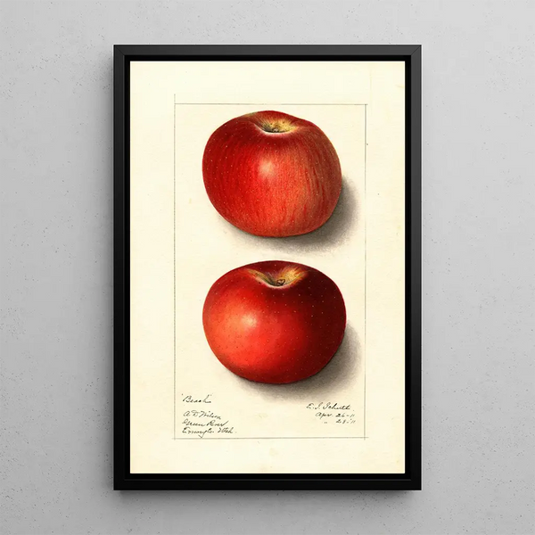 Malus domestica Beach - Ellen Isham Schutt — quadro incorniciato alla parete