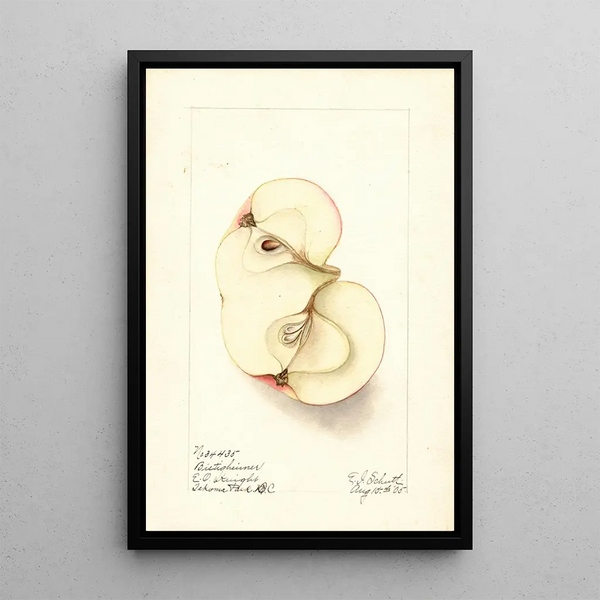 Malus domestica Bietigheimer - Ellen Isham Schutt — quadro incorniciato alla parete